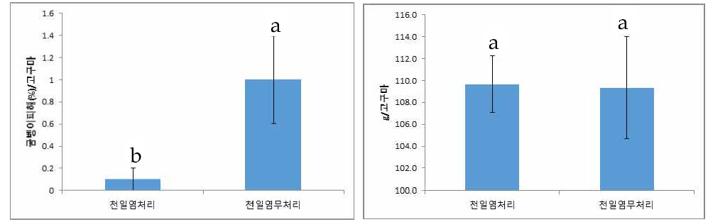 천일염 처리구 내 고구마의 굼벵이 피해(좌) 고구마생산량(우) 비교