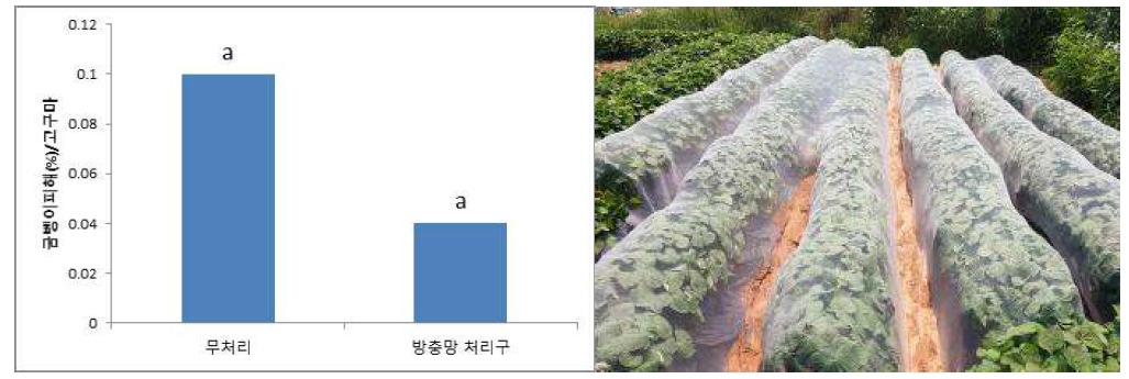 방충망을 이용한 고구마의 굼벵이 피해 억제 효과(무안유기농가, 2019년 6월21일)