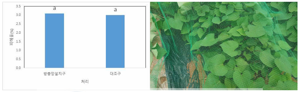방충망 설치에 따른 고구마의 굼벵이 피해(농과원포장, 2020년 8월5일 설치)