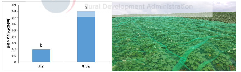 방충망 설치에 따른 고구마의 굼벵이 피해(무안유기농가, 2020년 7월 25일 설치)