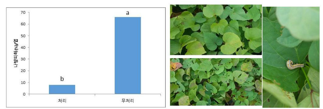 방충망 설치에 따른 고구마 엽피해 감소(무안유기농가, 2020년 7월말 설치)