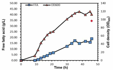 발효 최적화를 통한 유리지방산 과생산 재조합균주의 지방산 생산 그래프