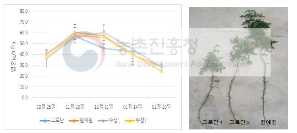 시기별 엽중 변화와 시험종료 시 그로단배양액 처리구의 생육 상황(‘19. 1. 27.)