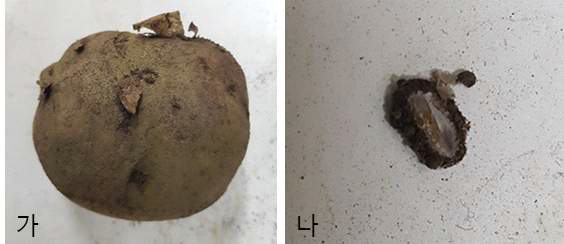 포장 및 주변에서 수거해온 감자와 토양에서 발견된 감자뿔나방의 번데기
