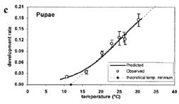 Temperature-dependent developmental rates (day-1) for pupae stage of P. operculella (Sporleder et al. 2004)