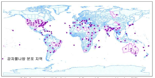 Constructed world distribution map of P. operculella constructed based on CABI