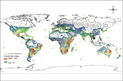 Simulation result by using optimal parameter values and current distribution of Phthorimaea operculella