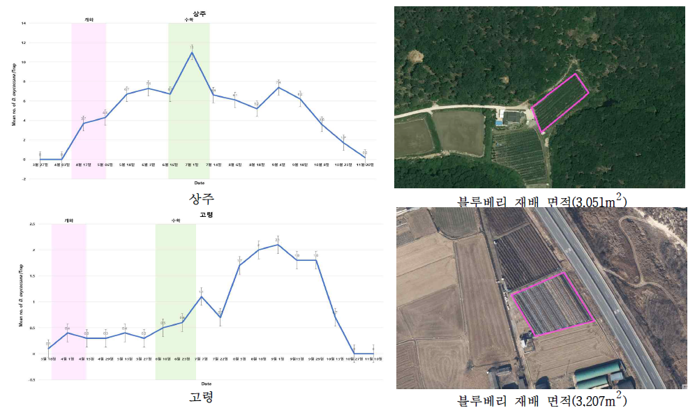 경북 지역의 블루베리혹파리 발생 양상
