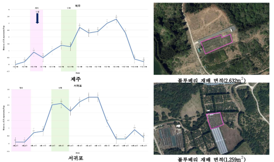 제주도 지역의 블루베리혹파리 발생 양상