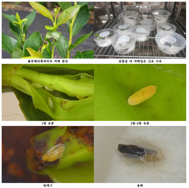 블루베리혹파리 사육