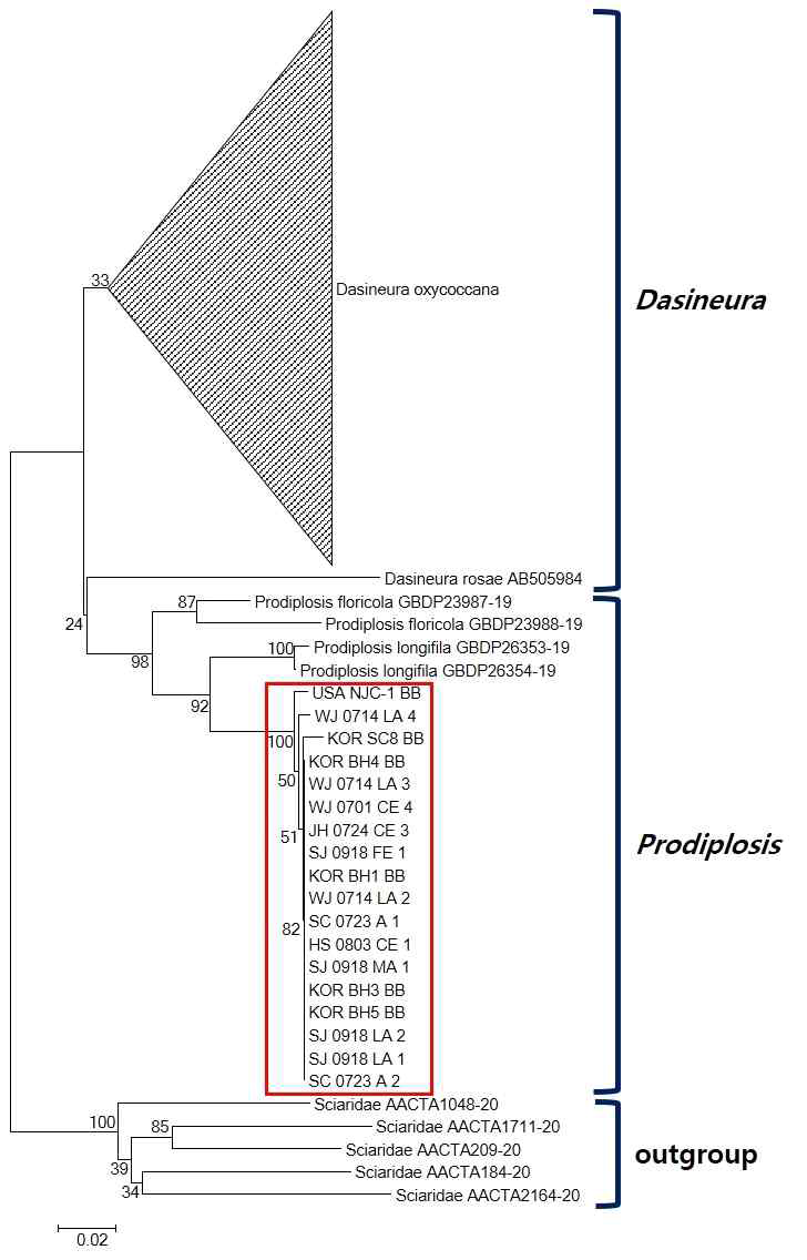 Neighbor-joining tree of Dasineura and Prodiplosis