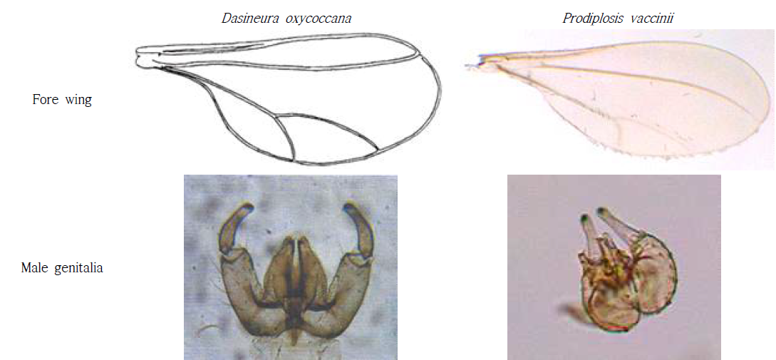 블루베리혹파리, Prodiplosis vaccinii 의 형태학적 차이 (D. oxycoccana forewing: Gagne, 2018; Male genitalia: Collins et al., 2010)