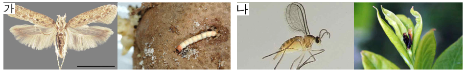 외래유입 해충과 그 피해양상(가. 감자뿔나방; 나. 블루베리혹파리)