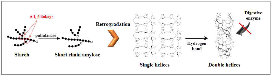 아밀로스 분자의 double helix 구조 형성 과정