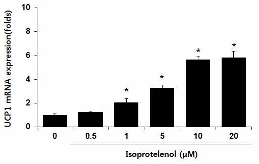 Isopreterenol 농도에 따른 UCP1 유전자 발현평가