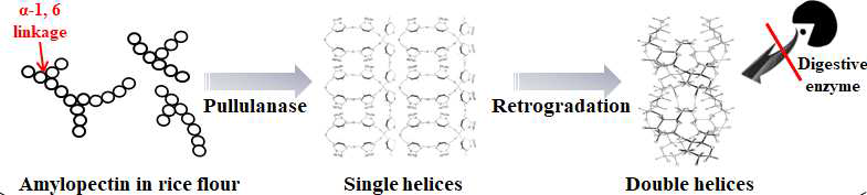효소(pullulanase) 처리에 의한 아밀로스 분자의 double helix 구조 형성 과정