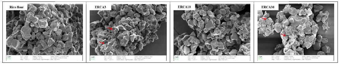 구연산 처리 에스테르화 멥쌀가루(ERCA)의 주사 전자 현미경(scanning electron microscopy, SEM) 분석 결과. ERCA3, ERCA10, and ERCA30 represented esterified rice flour with different concentrations of citric acid (3, 10, and 30%, respectively)