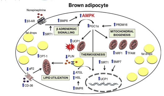 갈색지방 관련 유전자 전사조절 작용기전 (Karise et al, 2019)