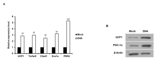 DHA를 처리한 3T3-L1 세포주에서 베이지/갈색지방세포 특이적인 유전자 발현 조사