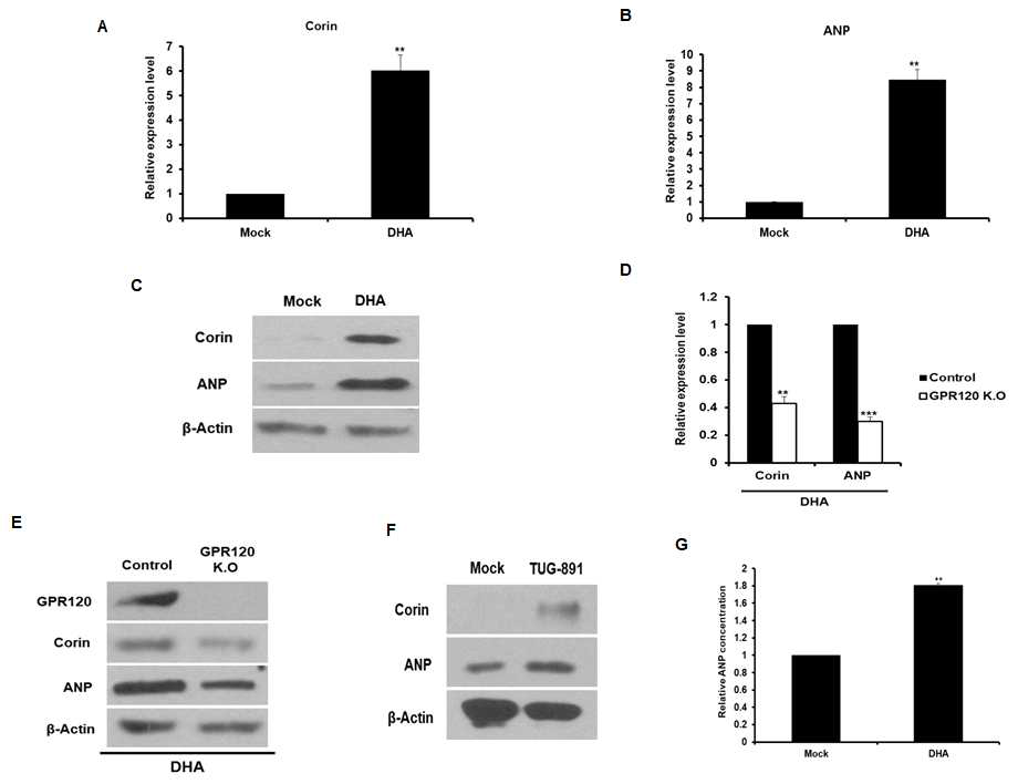 DHA 처리 및 GPR120 발현 유무에 따른 Corin과 ANP 발현 조사