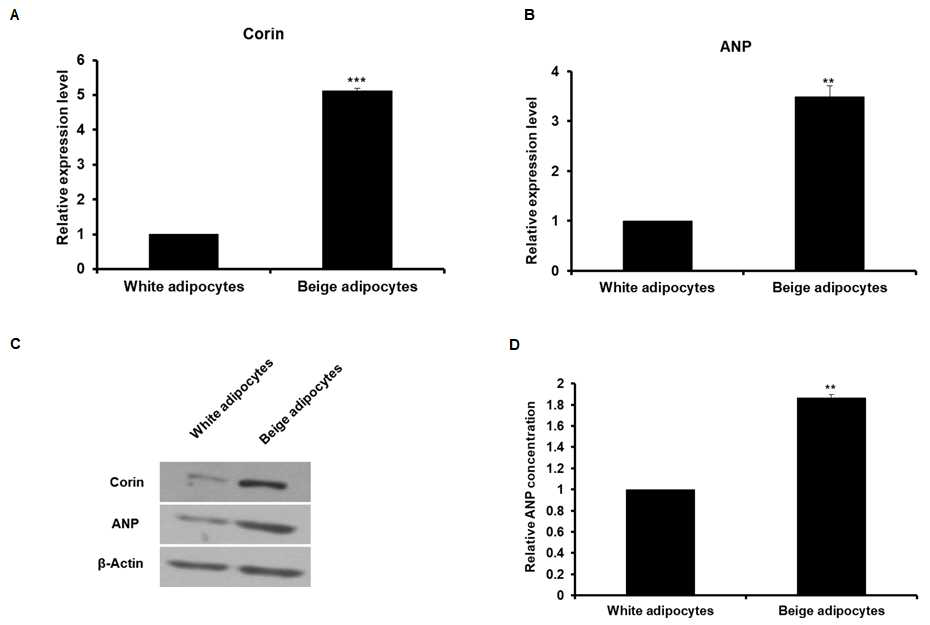 본 연구팀이 확립한 배양법을 이용하여 유도한 베이지 지방세포에서 Corin과 ANP 발현 조사