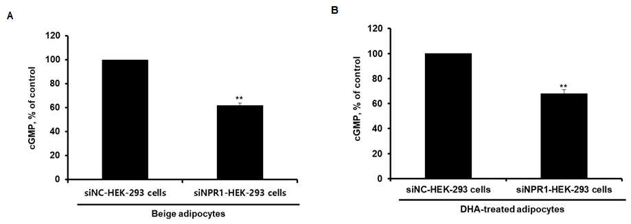 ANP 수용체 유전자 발현이 감소된 HEK-293 세포에서 지방세포로부터 분비된 ANP의 생물학적 활성 조사