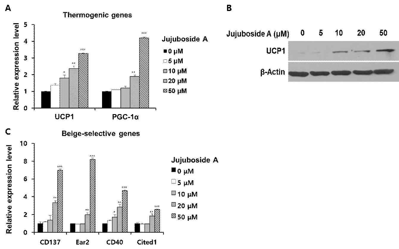 Jujuboside A를 처리한 3T3-L1 지방세포에서 백색지방의 갈색지방화 유도 조사