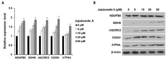 Jujuboside A를 처리한 3T3-L1 지방세포에서 미토콘드리아 신생 관련 유전자 발현 조사