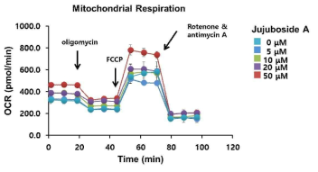 Jujuboside A를 처리한 3T3-L1 지방세포에서 미토콘드리아 활성 조사