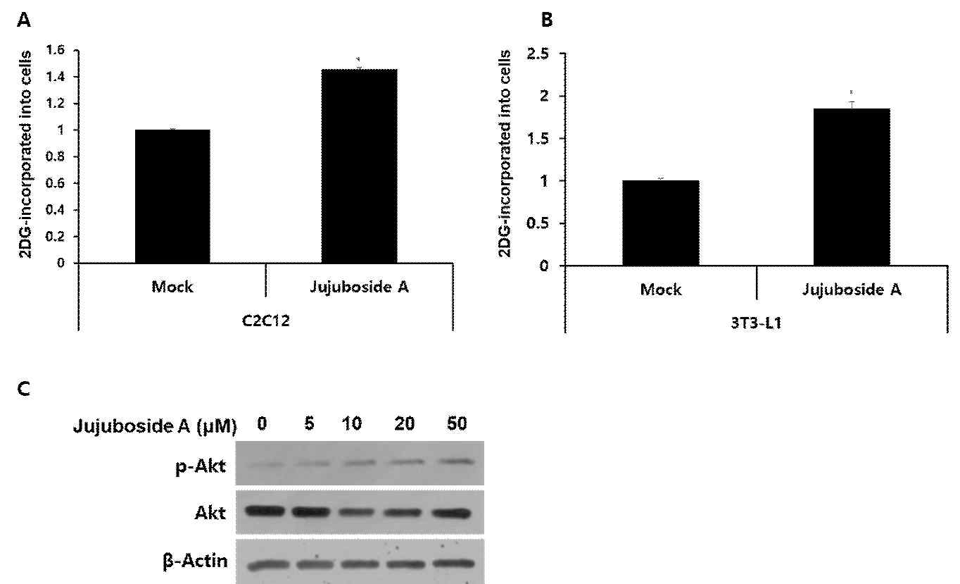 Jujuboside A를 처리한 C2C12 근육세포와 3T3-L1 지방세포에서 인슐린 민감성 조사