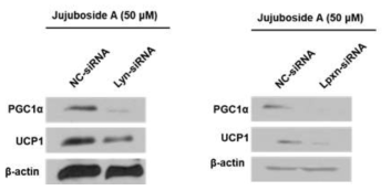 Jujuboside A를 처리 후, Lyn-siRNA 또는 Lpxn siRNA를 형질주입한 3T3-L1 세포에서 PGC1α와 UCP1 단백질 발현