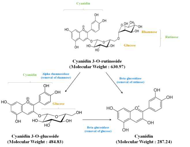 효소 처리에 따른 오디 열매 cyanidin 계열의 저분자화 및 비배당체화