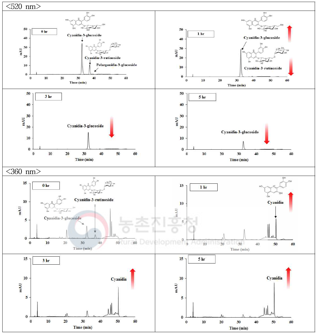 오디열매 추출물 효소처리물(Viscozyme)의 안토시아닌 RP-HPLC 크로마토그램(520 nm와 360 nm)