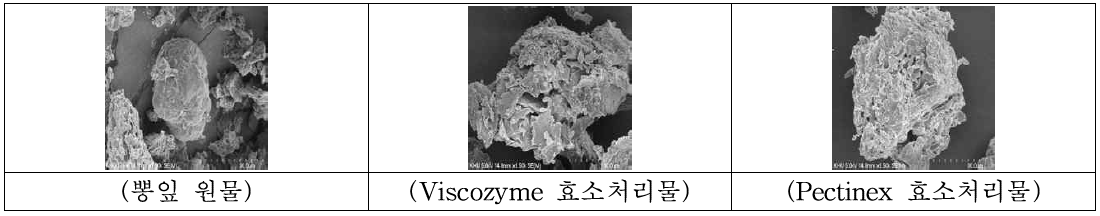 효소 처리 후 뽕잎 원물의 표면 구조 분석