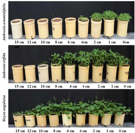 Growth of A. artemisiifolia, A. trifida and S. angulatus under different seeding depth