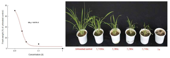 Growth inhibition of D. ciliaris at various rates of KRA16-334 under green house condition