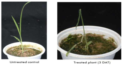 Herbicidal symptoms and translocation of KRA16-334 at 3-4 leaf stage of Digitaria ciliaris