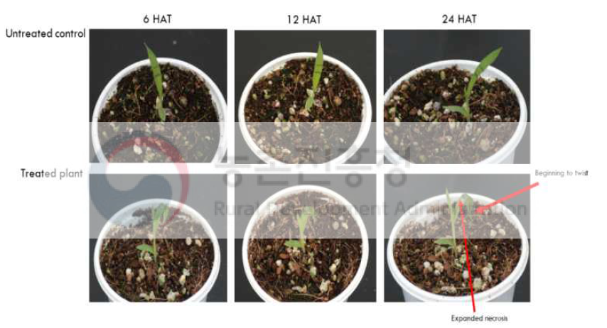 Herbicidal symptoms of KRA16-334 within 24 hours after treatment at 2-3 Leaf stage of Digitaria ciliaris