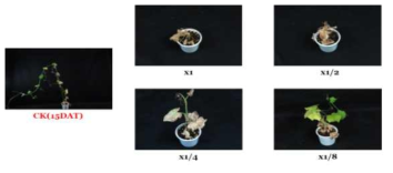 Herbicidal activity of foliar application of N-29 culture broth filtrate to S. angulatus with middle leaf stage (4~5Ls) in a greenhouse condition. The representative pictures were taken 15 days after foliar application