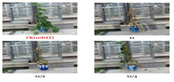 Herbicidal activity of foliar application of N-29 culture broth filtrate to S. angulatus with middle leaf stage (7~8Ls) in a greenhouse condition. The representative pictures were taken 10 days after foliar application