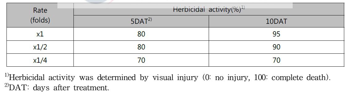 Herbicidal activity of N-29 culture broth filtrate on Sicyos angulatus with late leaf stage in a greenhouse condition