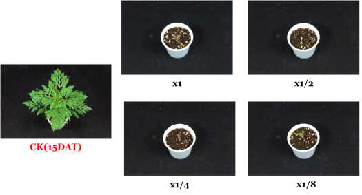 Herbicidal activity of foliar application of N-29 culture broth filtrate to A. artemisiifolia with early leaf stage (2~3Ls) in a greenhouse condition. The representative pictures were taken 15 days after foliar application