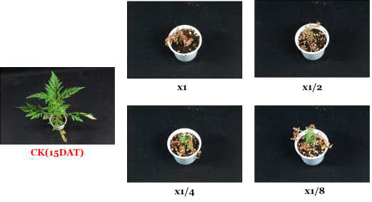 Herbicidal activity of foliar application of N-29 culture broth filtrate to A. artemisiifolia with middle leaf stage (4~5Ls) in a greenhouse condition. The representative pictures were taken 15 days after foliar application