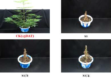 Herbicidal activity of foliar application of N-29 culture broth filtrate to A. artemisiifolia with late leaf stage (7~8Ls) in a greenhouse condition. The representative pictures were taken 15 days after foliar application