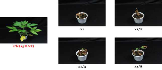 Herbicidal activity of foliar application of N-29 culture broth filtrate to A. trifida with early leaf stage (2~3Ls) in a greenhouse condition. The representative pictures were taken 15 days after foliar application