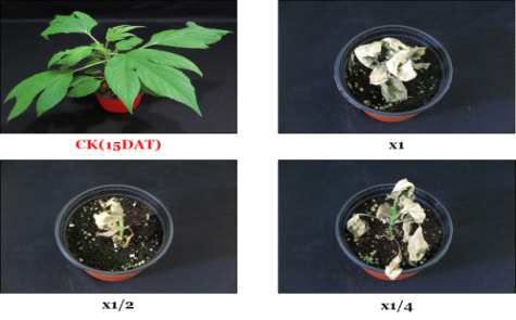 Herbicidal activity of foliar application of N-29 culture broth filtrate to A. trifida with late leaf stage (4~5Ls) in a greenhouse condition. The representative pictures were taken 15 days after foliar application