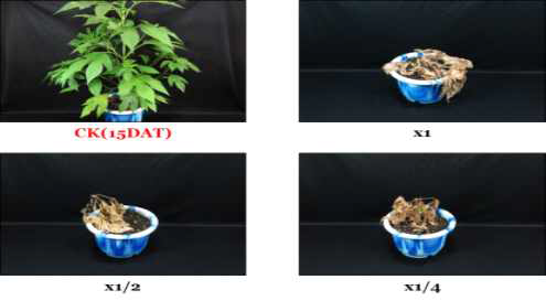 Herbicidal activity of foliar application of N-29 culture broth filtrate to A. trifida with late leaf stage (7~8Ls) in a greenhouse condition. The representative pictures were taken 15 days after foliar application