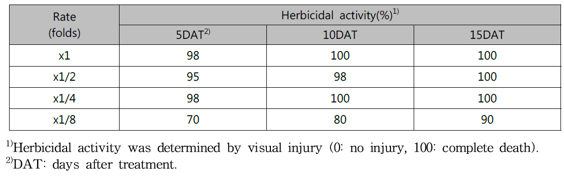 Herbicidal activity of N-29 culture broth filtrate to Hypochaeris radicata with early leaf stage in a greenhouse condition