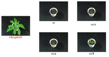 Herbicidal activity of foliar application of N-29 culture broth filtrate to H. radicata with early leaf stage (2~3Ls) in a greenhouse condition. The representative pictures were taken 15 days after foliar application