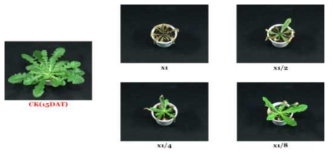 Herbicidal activity of foliar application of N-29 culture broth filtrate to H. radicata with middle leaf stage (4~5Ls) in a greenhouse condition. The representative pictures were taken 15 days after foliar application